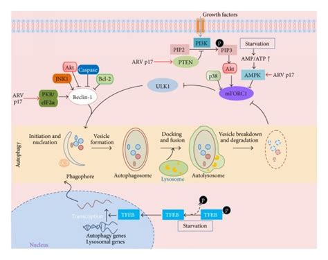 Regulation Of Autophagy By Arv The Autophagy Process Contains Several