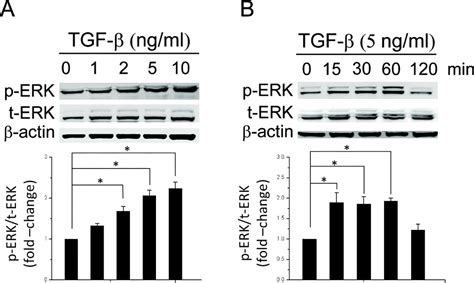 Figure 1 from TGF β increases vascular smooth muscle cell proliferation