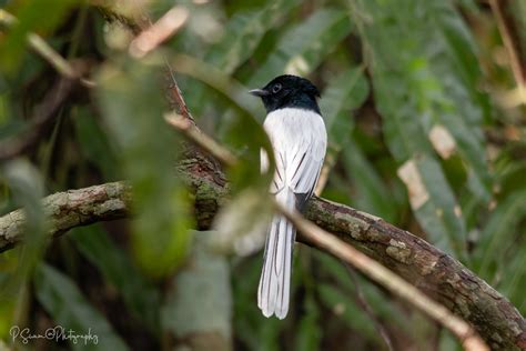 Amur Paradise Flycatcher Terpsiphone Incei Paramasivam