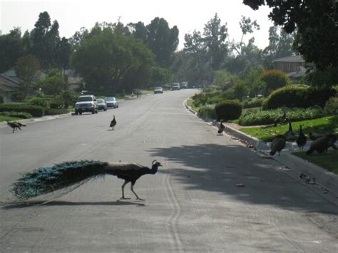 Peacocks Of Arcadia Ca San Gabriel Valley Country Roads Favorite Places