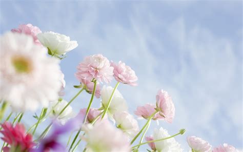 Hintergrundbilder Blumen Himmel Ast Kirschblüte Blühen Rosa