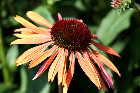 Echinacea Purpurea Sundown PictureThis