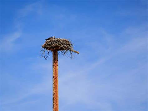 Osprey Nesting (All You Need To Know) | Birdfact