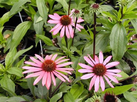 Echinacea Big Sky Solar Flare Cone Flower From Plantworks Nursery