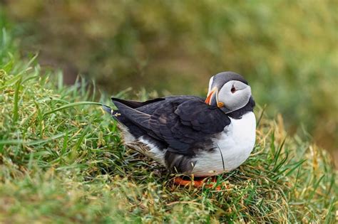 Premium Photo | The puffin hid its beak under its wing.