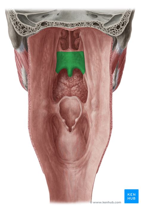 Soft Palate - Anatomy, Function & Muscles | Kenhub