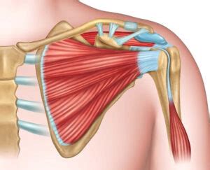 Acromion Pain: Signs, Causes and Treatment