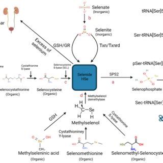 Schematic Representation Of The Known Metabolic Pathways Contributing