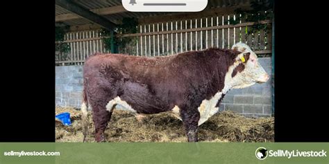 1 Pedigree Hereford Breeding Bull | SellMyLivestock - The Online ...