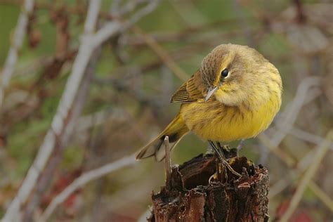 Palm Warbler "Dendroica palmarum" | Boreal Songbird Initiative