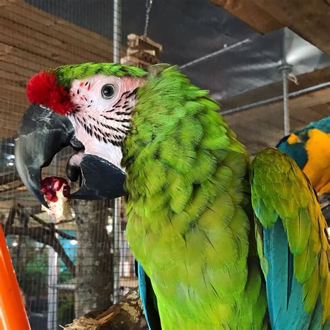 Great green macaw Novan Bird's For Sale