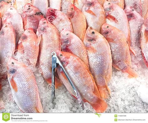 Pescados Rojos Frescos De La Tilapia En El Hielo En Mercado De La