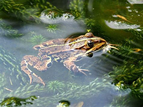 Conservation Biologist - Unity Environmental University