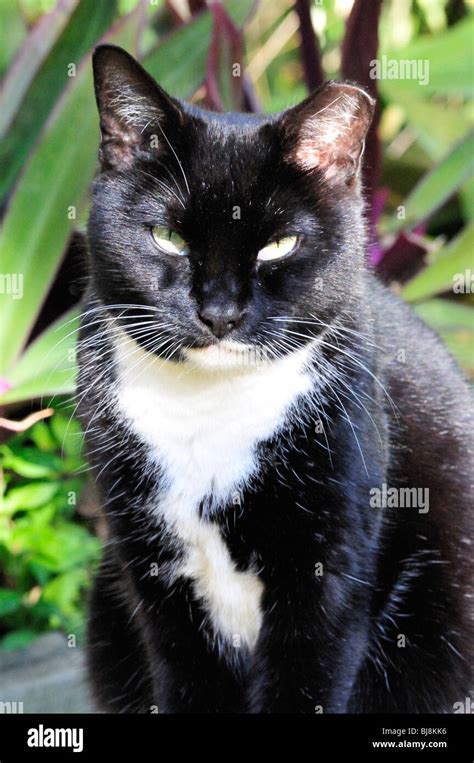 Black And White Tuxedo Cat