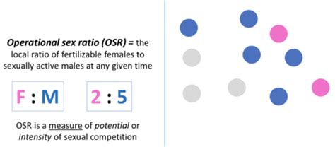 19 Evolution Of Human Sexuality Flashcards Quizlet