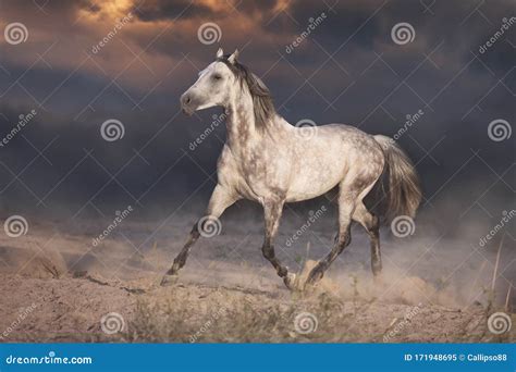 Arabian horse in desert stock image. Image of hair, close - 171948695