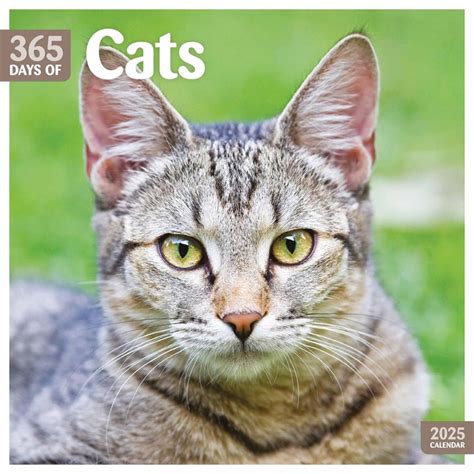 365 Days Of Cats Calendar 2025