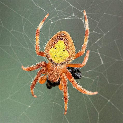 Tropical Orb Weaver Eriophora Ravilla Usa Spiders