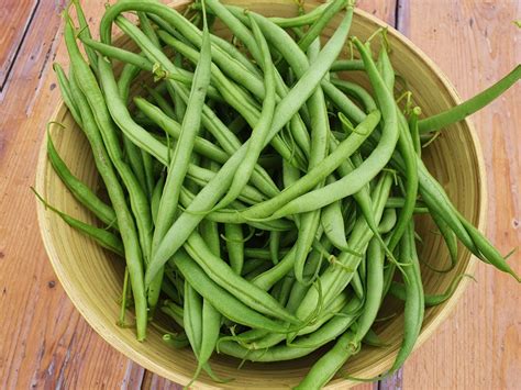 Le haricot au potager ses vertus ses qualités et les variétés