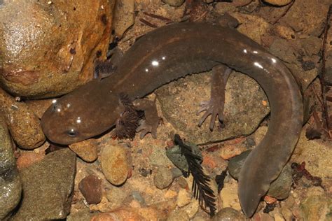 California Giant Salamander in February 2020 by André Giraldi Neotenic