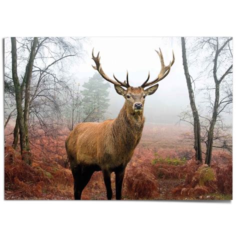 Hirsch Im Wald Tier Wald Hirschgeweih Naturmotiv Poster Braun