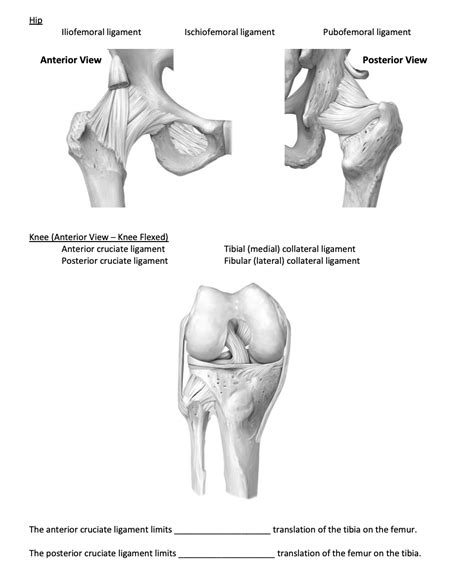 Solved Hip Iliofemoral ligament Ischiofemoral ligament | Chegg.com