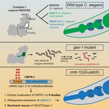 Cmtr Rna Methyltransferase Mutations Activate Widespread Expression