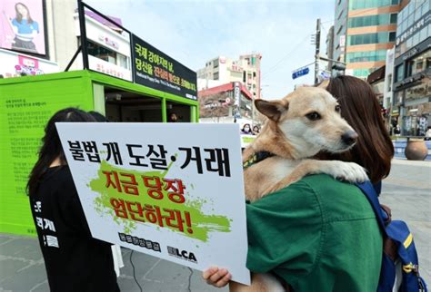 오늘 초복 눈길 가는 서울 개고기집 229곳개식용 금지 논란 속 어떻게 될까