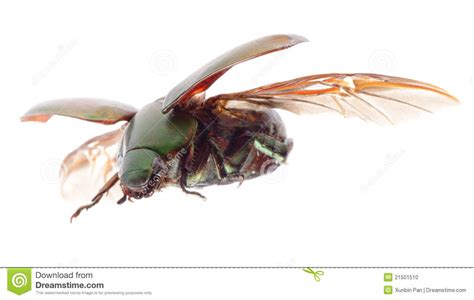 Scarab Beetle. Life Cycle Royalty-Free Stock Image | CartoonDealer.com ...