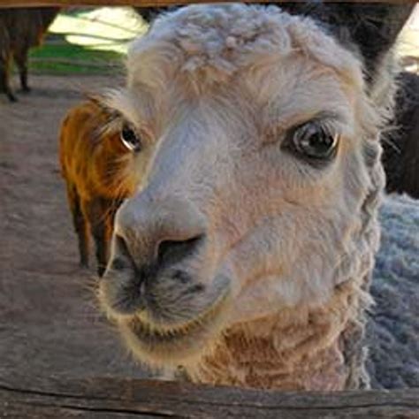 Hanging Out With Alpacas in Peru | TravelAge West