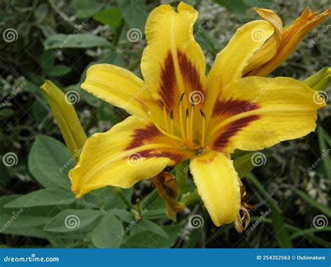 A Detailed Yellow Lily in a Garden Stock Image - Image of flower ...