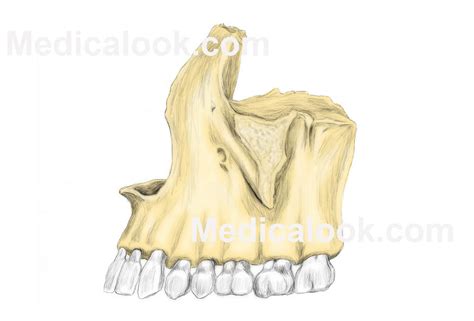 Maxilla Bone Unlabeled