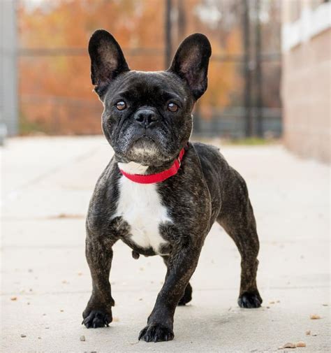 15 Loving Dog Breeds That Offer Unmatched Companionship and Comfort ...