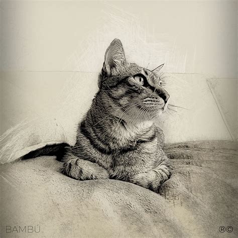 dibujos drawings rodrigo cornejo