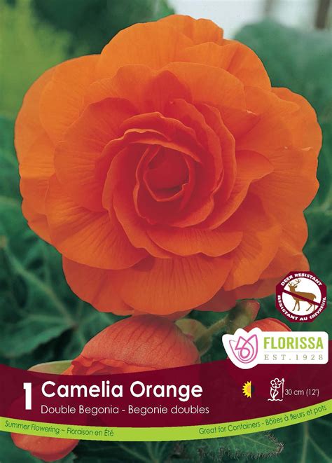 Pépinière.ca | Double Camellia Begonia 'Orange'