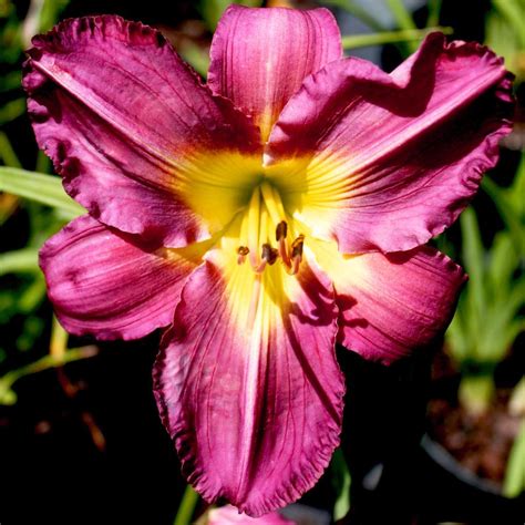 Hemerocallis Garden Show Daylily From Sandy S Plants