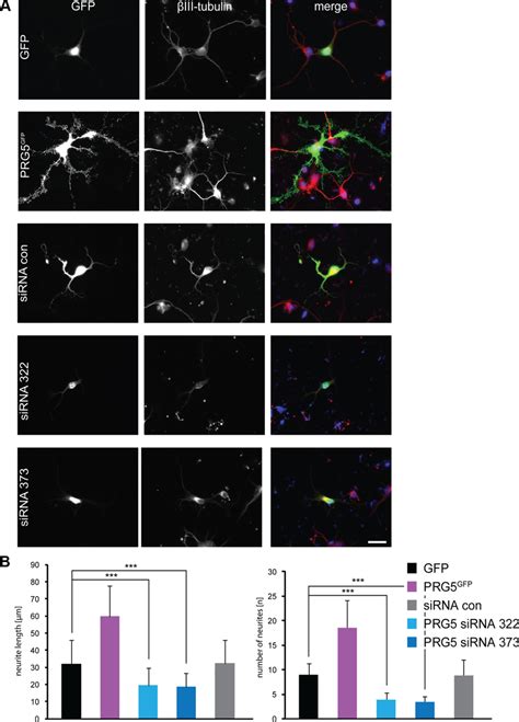 Prg5 Promotes Neurite Formation In Primary Cortical Neurons And Prg5