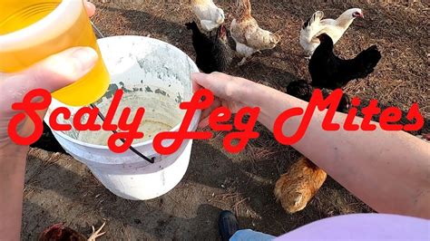 Chicken Care Scaly Leg Mites Youtube