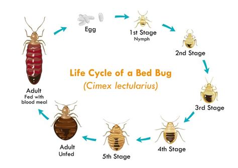 Life Cycle of the Bed Bug | Bed Bugs Dead Bugs