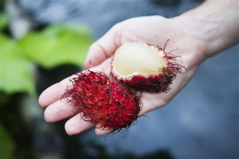 Mamón Chino (Costa Rican Rambutan)