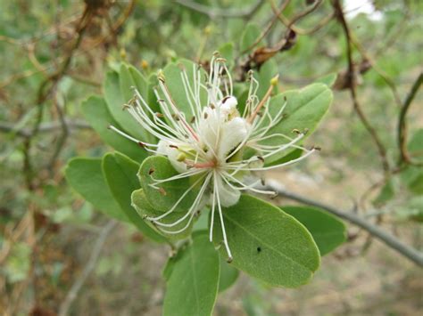 Central African Plants A Photo Guide Capparis Sepiaria L