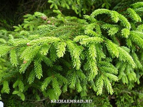 Ель | Каталог садовых растений
