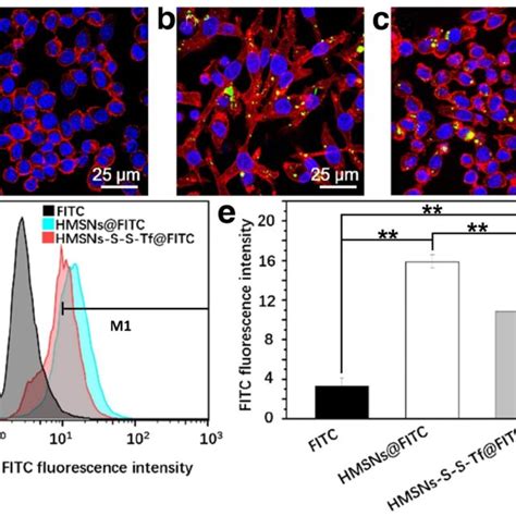 Representative Clsm Images Showing Raw Macrophage Cells Treated