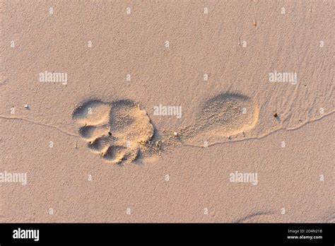 Footprint Of Bare Male Feet In The Sand Stock Photo Alamy