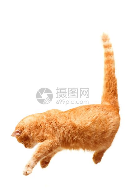 顽皮的猫跳跃孤立在白色背景高清图片下载 正版图片503173800 摄图网