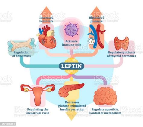 Leptin 호르몬 역할 도식 벡터 일러스트 레이 션 다이어그램입니다 해부학에 대한 스톡 벡터 아트 및 기타 이미지 해부학