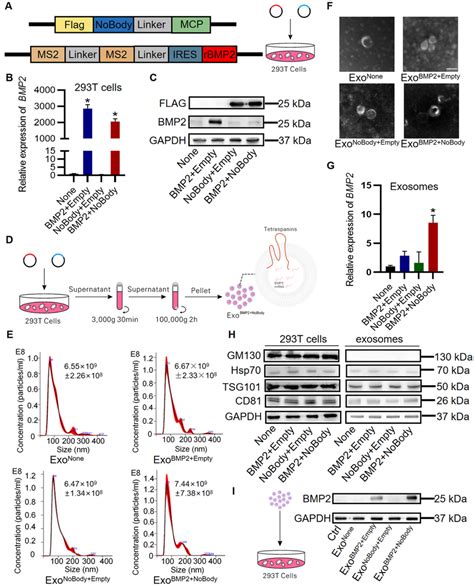 Characterisation Of The Engineered Exosomes Enriched For Bmp Mrna A