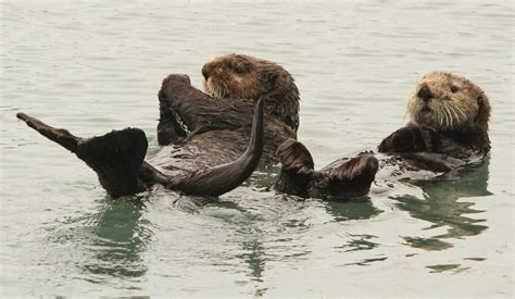 Sea Otters Make A Comeback In Southeast Alaska And Fishermen Arent