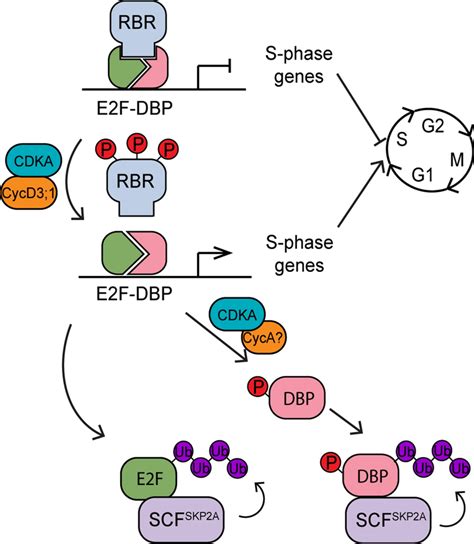 Concerted Phosphorylation And Ubiquitination In The Rbr Protein Download Scientific Diagram