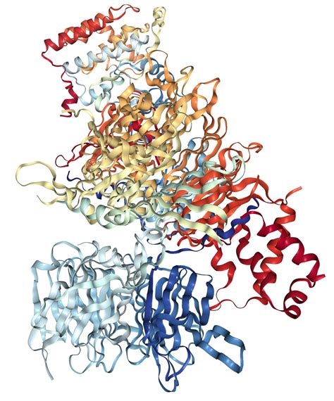 Casein Kinase 1 Alpha Protein Overview Sino Biological